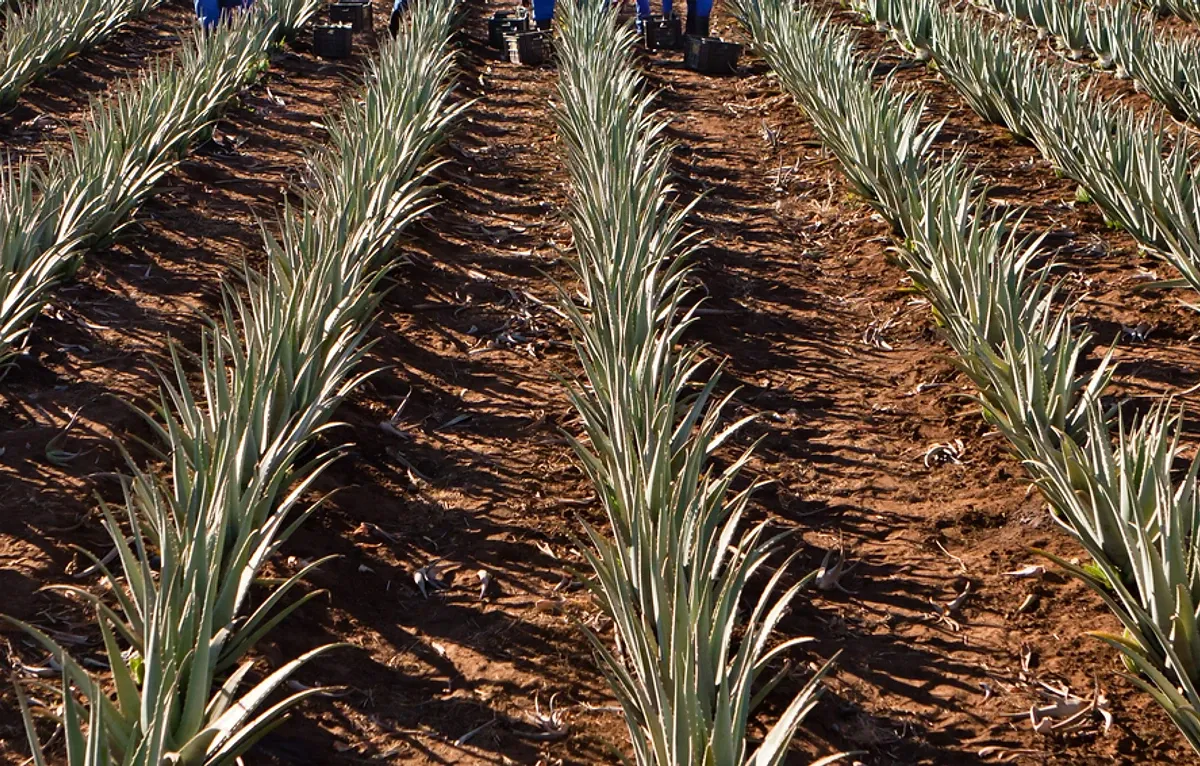 Visit the Curaloe farm, Curaçao