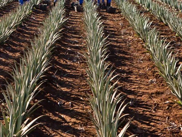 Visit the Curaloe farm