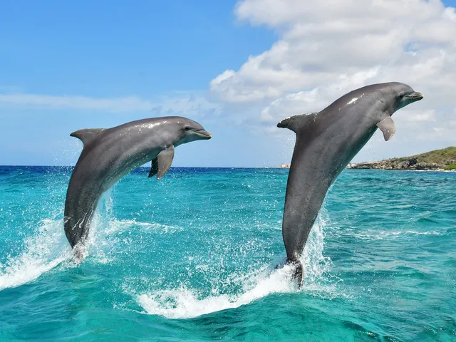 Dolphin Swim