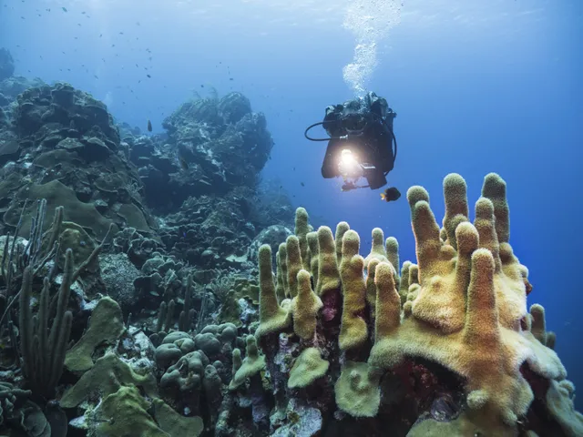 Night Dive