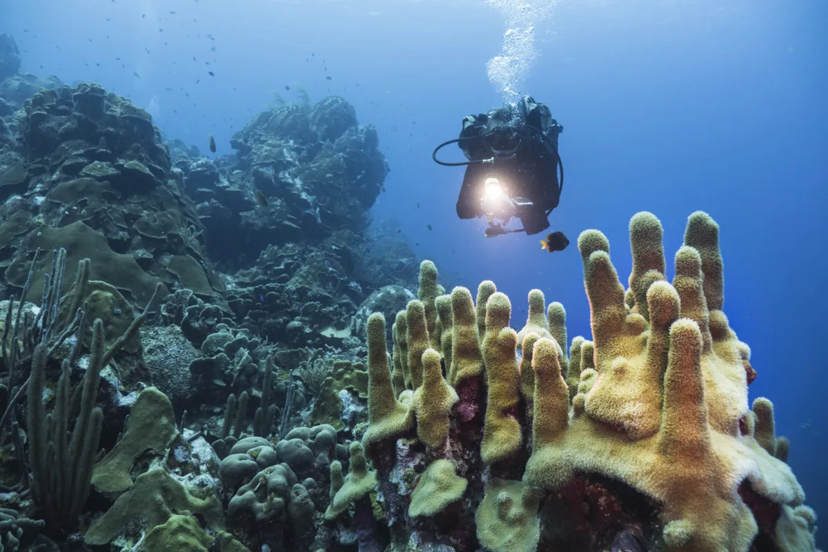 Night Dive, Curaçao