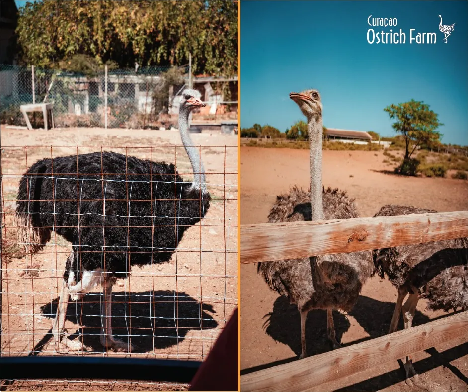 Safari Tour at Ostrich farm, Curaçao