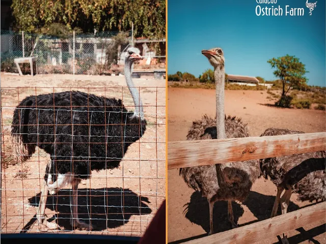 Safari Tour at Ostrich farm