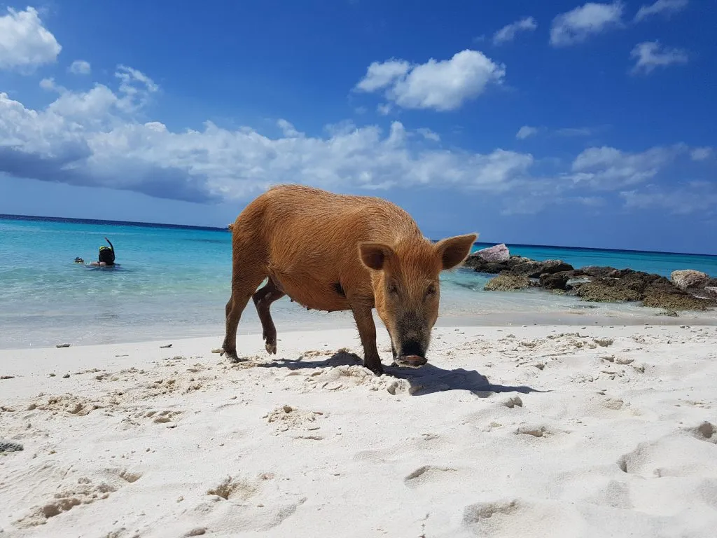 Playa Porto Mari - Beach, Curaçao