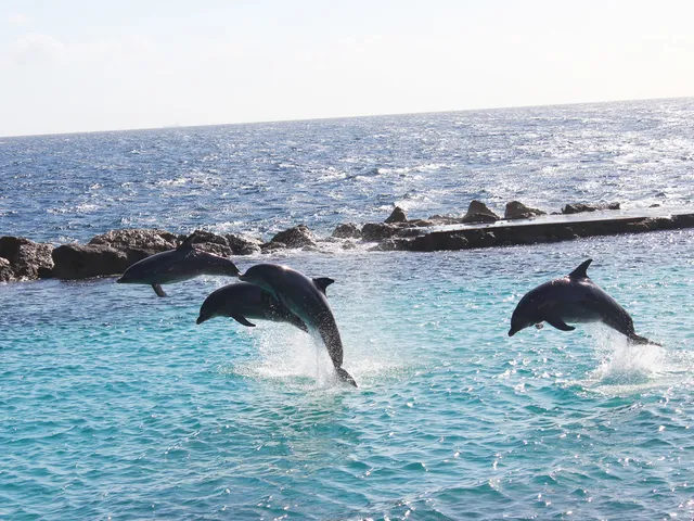 Sea-aquarium