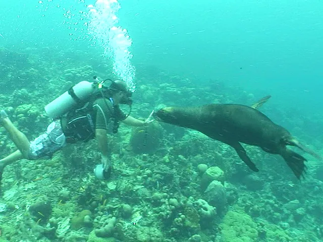 Sea lion Encounter
