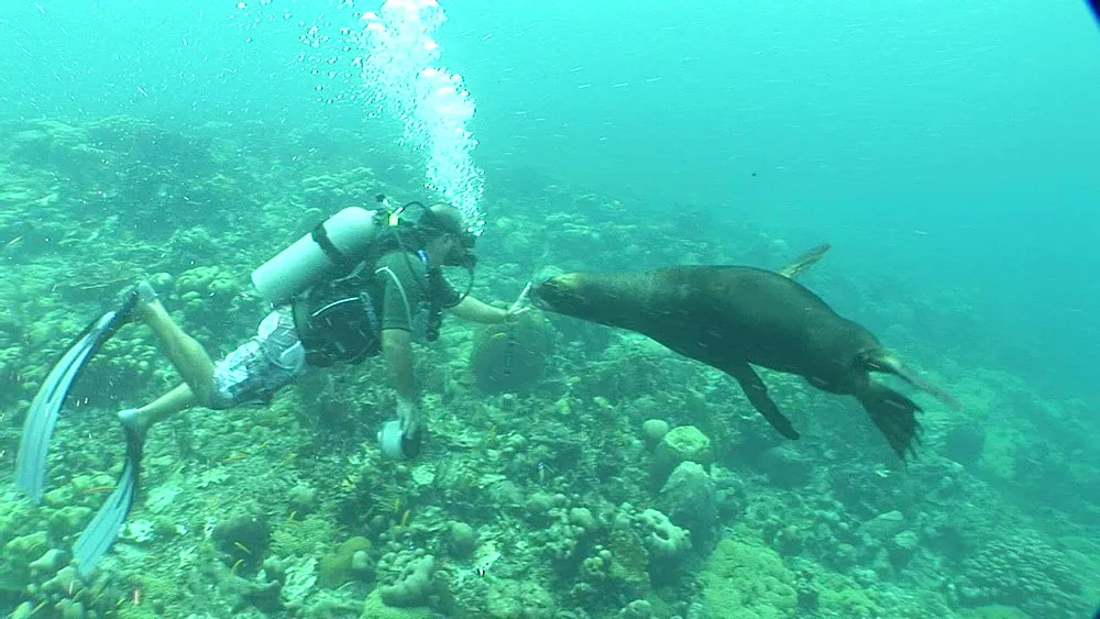 Sea lion Encounter, Curaçao