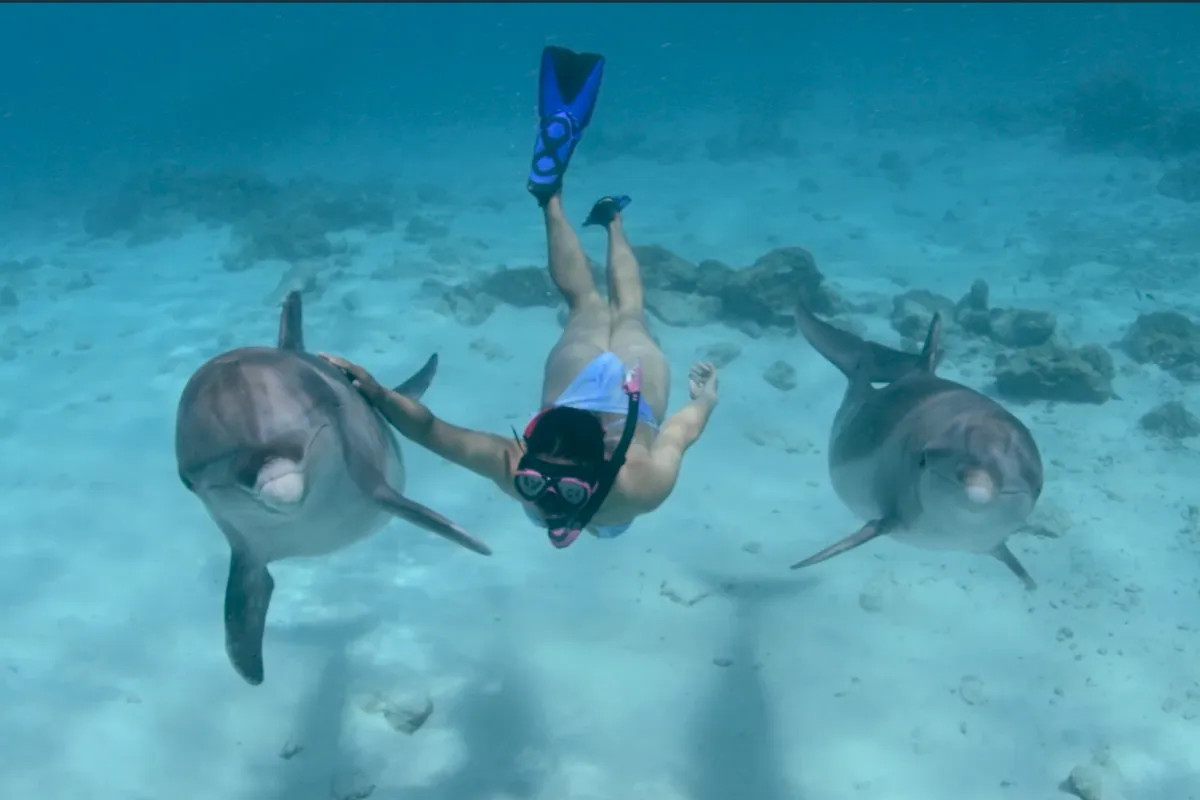 Dolphin Academy, Curaçao