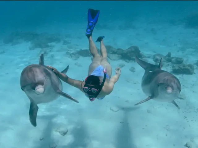 Dolphin Academy